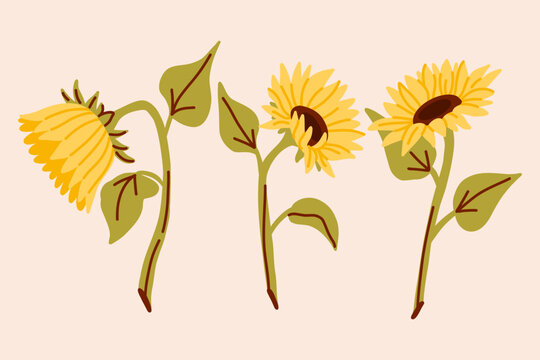 Sunflower Illustration Set, hand-drawn bright yellow flowers, elements for design and decor