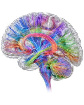 Human Brain Connectome with White Matter Fiber Tracts