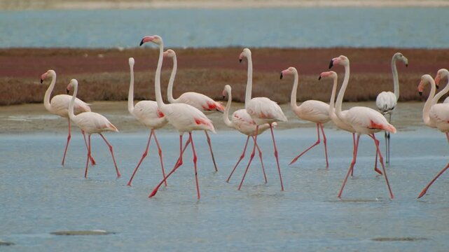 Pink flamingos walking in shallow water of walvis bay, namibia