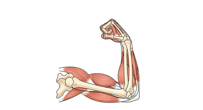 Flexed human arm anatomy showing humerus radius and ulna bones alongside muscle system on white background.