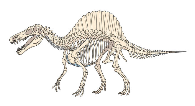 Spinosaurus dinosaur skeleton side view detailed anatomical vector illustration isolated on white background.