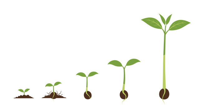Process of plant growth from seed sprouting to a young tree in five stages isolated on white background.