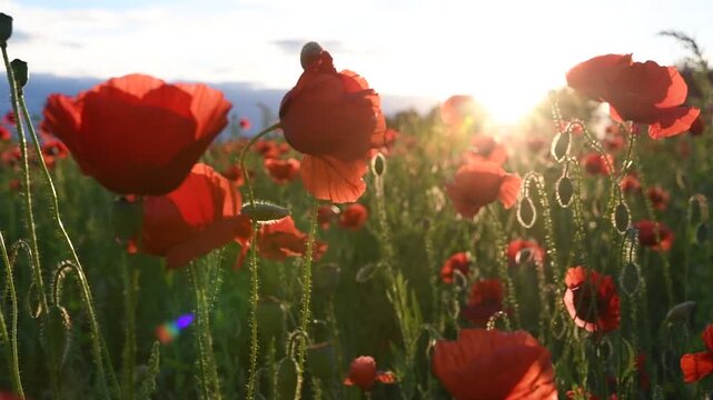 wild red beautiful poppies flowers blossoming at fiels at sunset.  close up