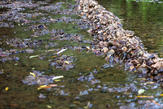 ​A small stone dam crosses a shallow river with clear water and fallen leaves at the bottom. The natural water flow gently bypasses the rocks, creating a cozy and peaceful atmosphere of a forest creek
