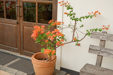 Fototapeta premium Flower Patio Pots and bench in garden,outdoor park,spring season,flower blooming,gardening,decor in cafe,cozy house.
