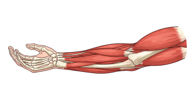Human arm anatomy diagram showing detailed muscle fibers and skeletal bone structure isolated on white background.