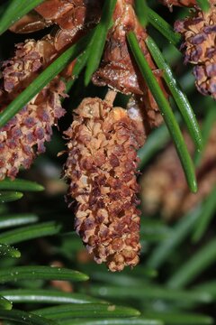 Die m&auml;nnliche Fichtenbl&uuml;te, hier am Zweig, ist das pollenproduzierende Organ der Fichte,  Fichten sind einh&auml;usig getrenntgeschlechtlich, m&auml;nnliche und weibliche Bl&uuml;ten sind auf demselben Baum.