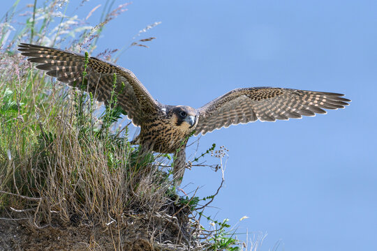 Peregrine falcon (Falco peregrinus) Juvenile