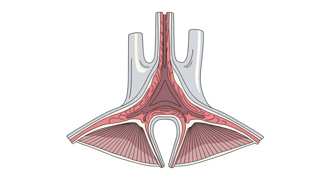 Detailed anatomical cross-section diagram of the larynx and vocal cords showcases human speech and respiratory biology.