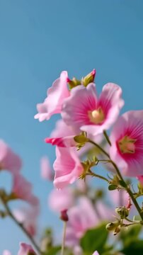 Pink blossom flowers against a bright blue sky, vertical video featuring soft spring beauty, delicate petals, natural sunlight and peaceful floral scenery