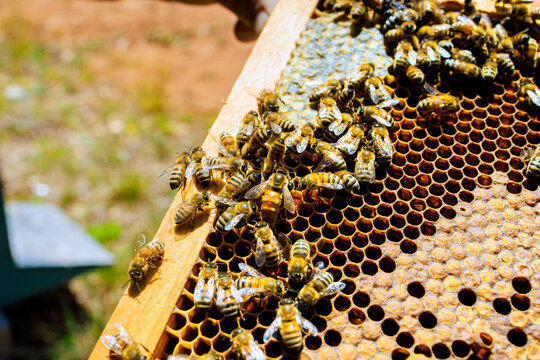 Bees are busy on honeycomb frames as beekeepers inspects hive in backyard setting