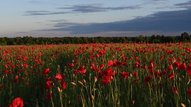 wild red beautiful poppies flowers blossoming at fiels at sunset. 