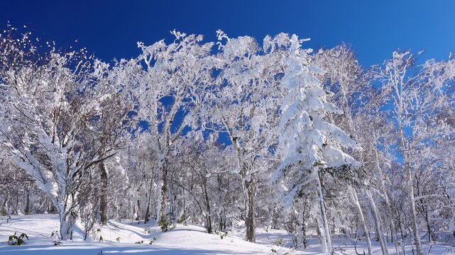 オロフレ峠の樹氷