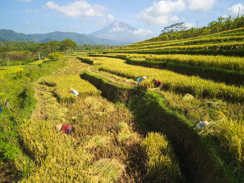Aerial view of farmers harvesting golden rice in terraced fields with a mountain in the background under a blue sky in Magelang, Central Java, Indonesia.