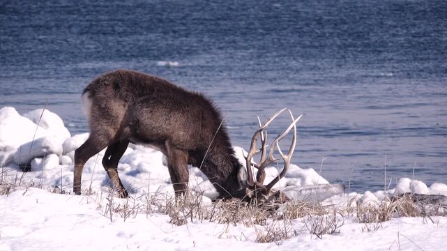 野付半島のエゾシカのツノにからみついた死骸の頭