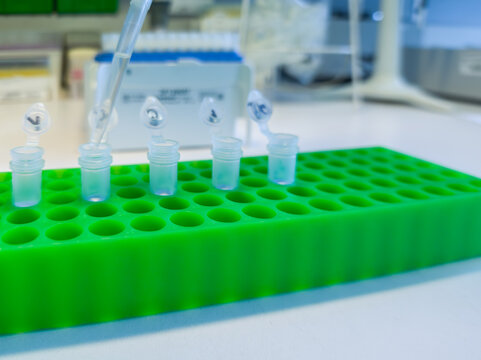 Brussels, Belgium. Micropipette transferring DNA samples into microcentrifuge tubes during laboratory DNA extraction process