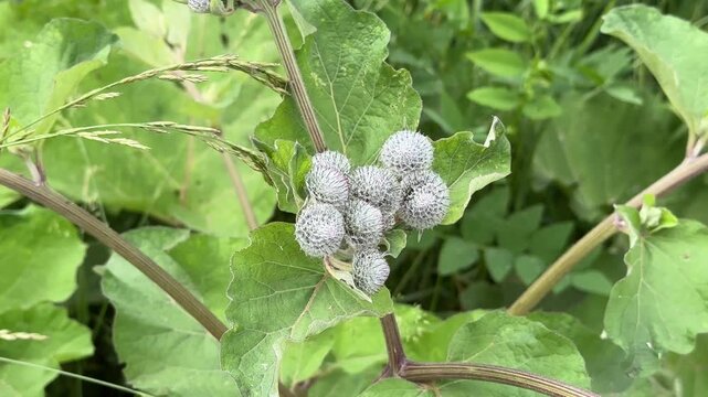 Inflorescences-baskets of burrs. Arctium lappa