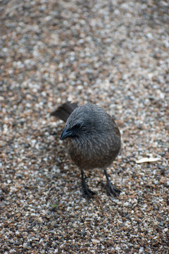 Australia has over 850 bird species, with nearly half found nowhere else on Earth. The continent is famous for its large flightless ratites, colorful parrots, and unique songbirds.