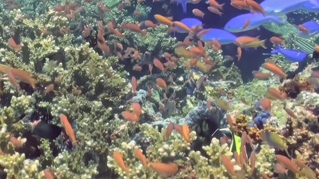 Many vibrant orange and electric blue fish elegantly swim through healthy, intricate coral garden. Distinctive yellow and black striped fish also explores this lively underwater world during day.