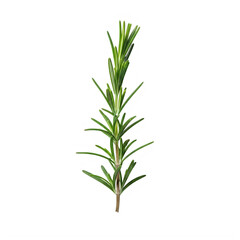 Fototapeta premium Fresh rosemary sprig on white background