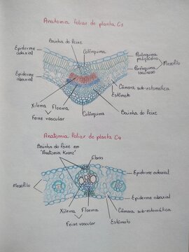 cross section of sheets C3 and C4