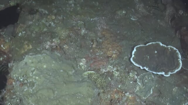 A journey through the deep Pacific unveils a spectacular benthic landscape. Delicate soft corals flourish alongside encrusting life on rugged rocks, a testament to enduring life in perpetual twilight.
