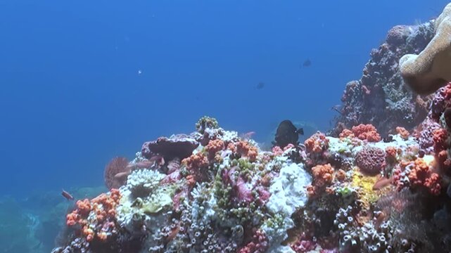 A breathtaking panorama of an underwater coral reef teems with vibrant marine life. Colorful corals create a dazzling spectacle beneath the ocean's blue embrace, alive with tiny fish.