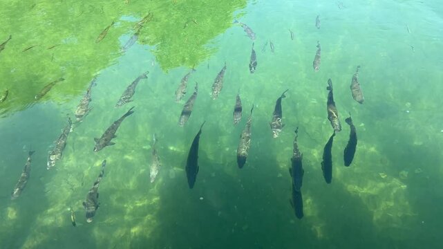 Spook-Free Trout Fishing in Clear River: They Don't Fear Us!