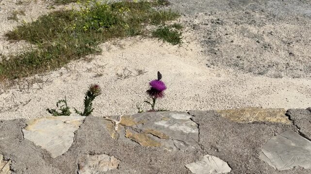 Insect pollination: Butterfly feeding on thistle nectar