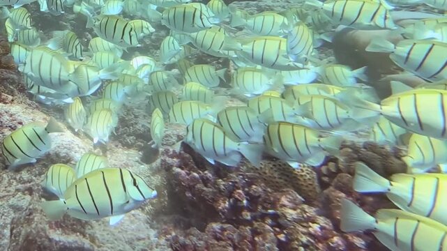 Hundreds of striped tuna fish flow like a living current over ancient corals.