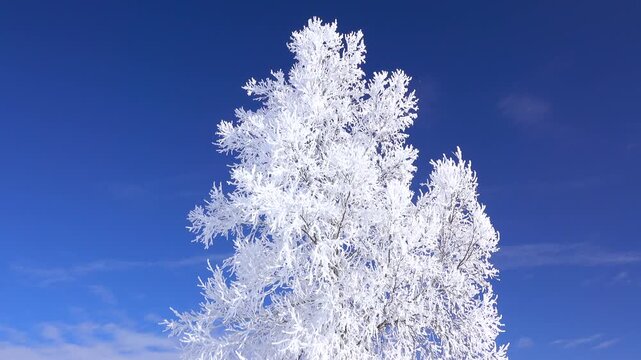 樹氷の木