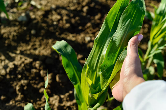 A close-up view shows a hand holding the green leaves of a young corn plant. The crop grows in an agricultural field with brown soil visible under daylight.