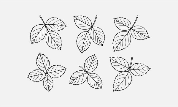 pec in two row Blackberry Leaf line art on white background vector illustration