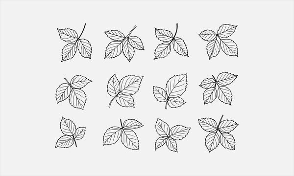 pec in two row Blackberry Leaf line art on white background vector illustration
