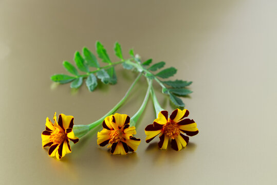 Still Life with Three Yellow Orange Marigold Flowers Isolated on Gold Background with Copy Space