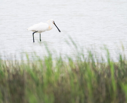 spoonbill bird