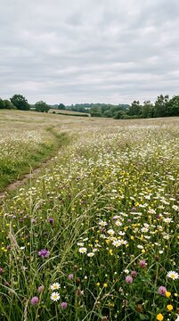 Wildflower meadow with a narrow dirt path under a cloudy gray sky