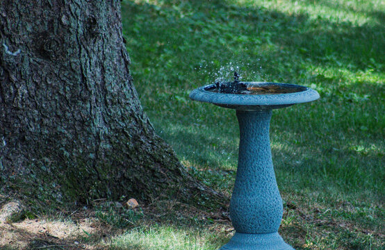 backyard bird bath