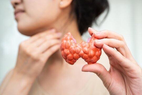 Woman holding anatomical model of human thyroid gland in neck region with endocrine healthcare treatment hormones physiology