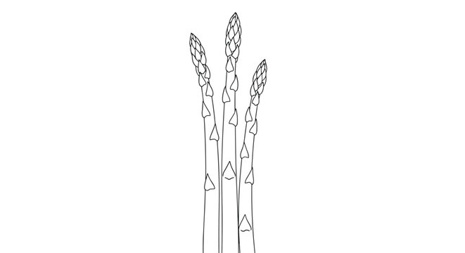 Hand drawn outline sketch of three fresh asparagus spears standing vertically isolated on white background.