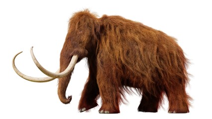 Isolated studio shot of a prehistoric woolly mammoth standing against a white background with prehistoric creature elephant © mrzn