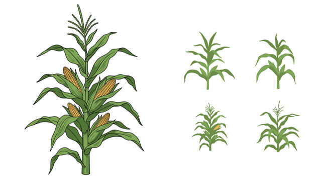 Agricultural illustration showing a large detailed corn stalk with yellow cobs and green silhouettes of corn plants in different growth stages.