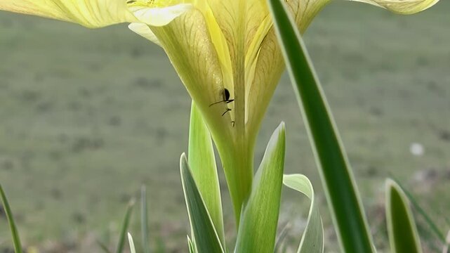 Witness a diligent ant's captivating exploration within the sunlit heart of a vibrant yellow blossom. This intricate dance of nature occurs close to the pristine waters of Lake Khuvsgul, Mongolia.
