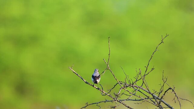 Northern Wheatear Oenanthe oenanthe, in the wild