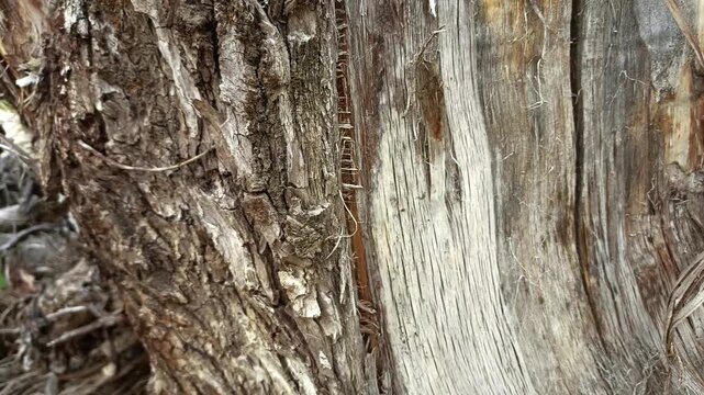 bark background, tree bark background, grey bark with cracks