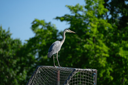 Watchful heron perched on a goalpost in a natural setting