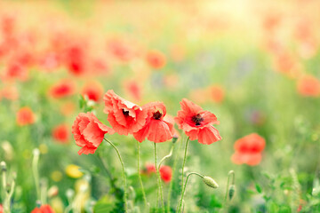 Naklejka premium Red poppies in full bloom grow in the field; wildflowers are blooming; poppy flowers in the meadow.