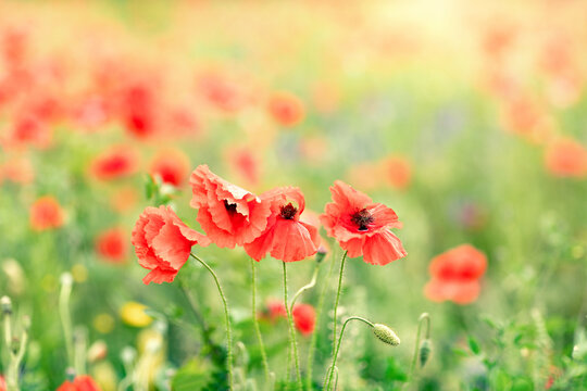 Red poppies in full bloom grow in the field; wildflowers are blooming; poppy flowers in the meadow.