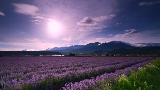 十勝岳連峰とラベンダーの朝