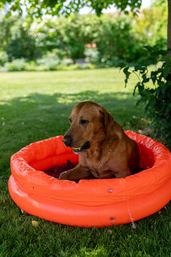 Wet fox red Labrador dog cooling down in pool during summer heat